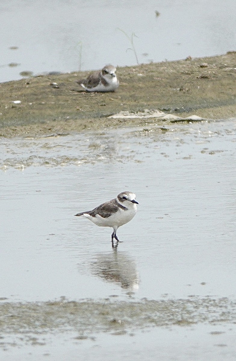 東方環頸鴴(alexandrinus/nihonensis) - ML641488223