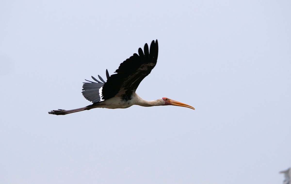 malaystork - ML641488261