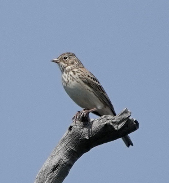 Vesper Sparrow - ML641488278