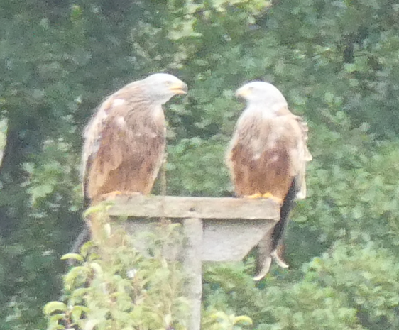 Red Kite - ML641488301