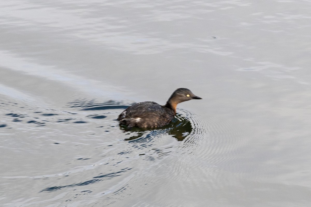 New Zealand Grebe - ML641488364
