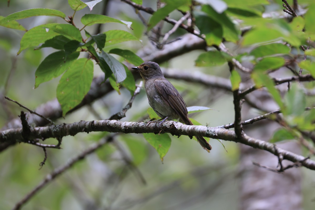 Taiwan Vivid Niltava - ML641488377