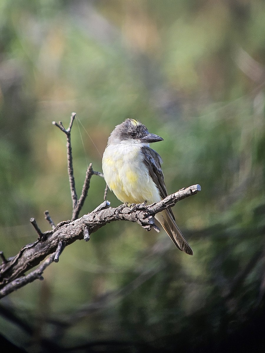 Thick-billed Kingbird - ML641488394
