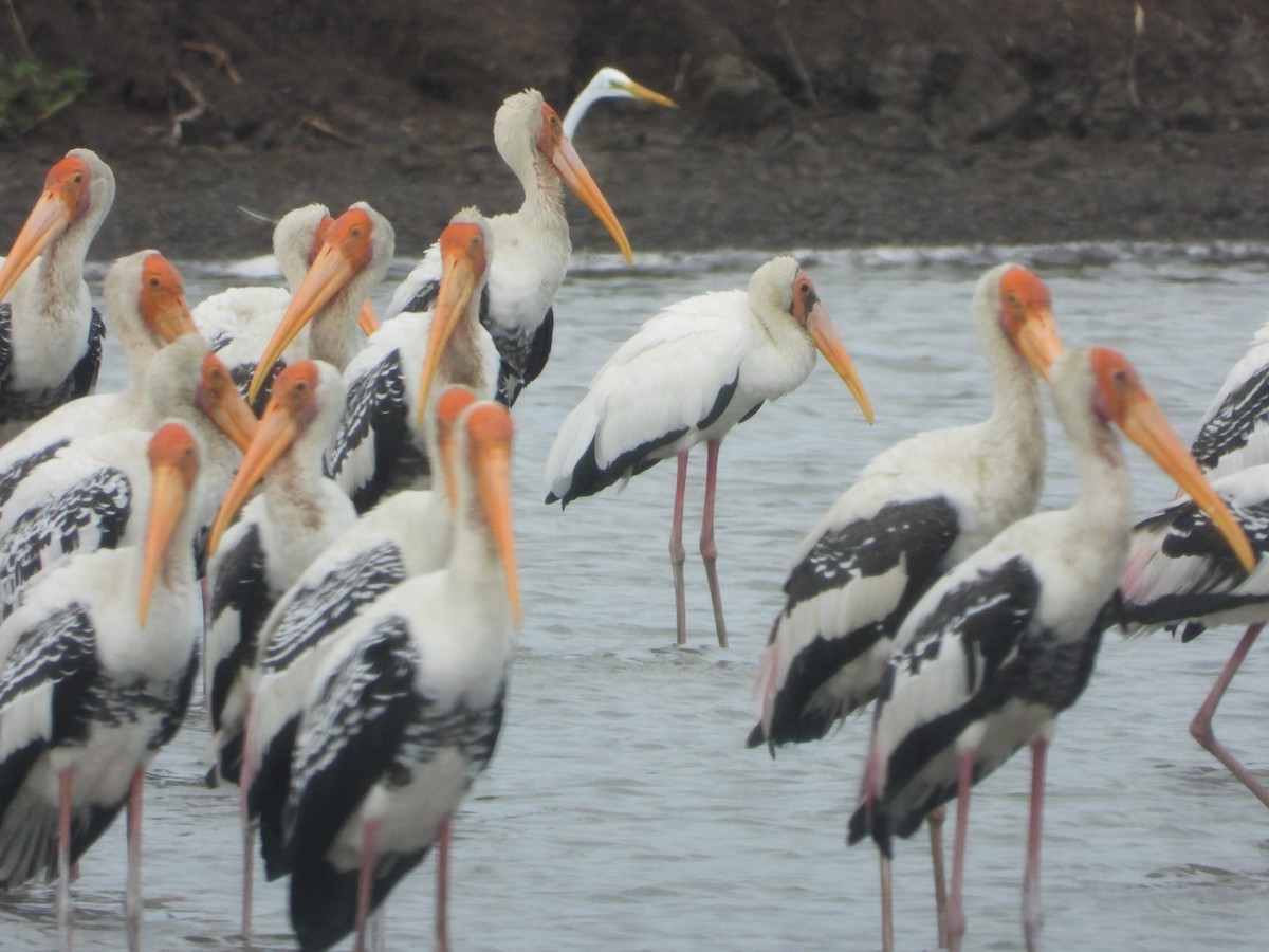 malaystork - ML641488427