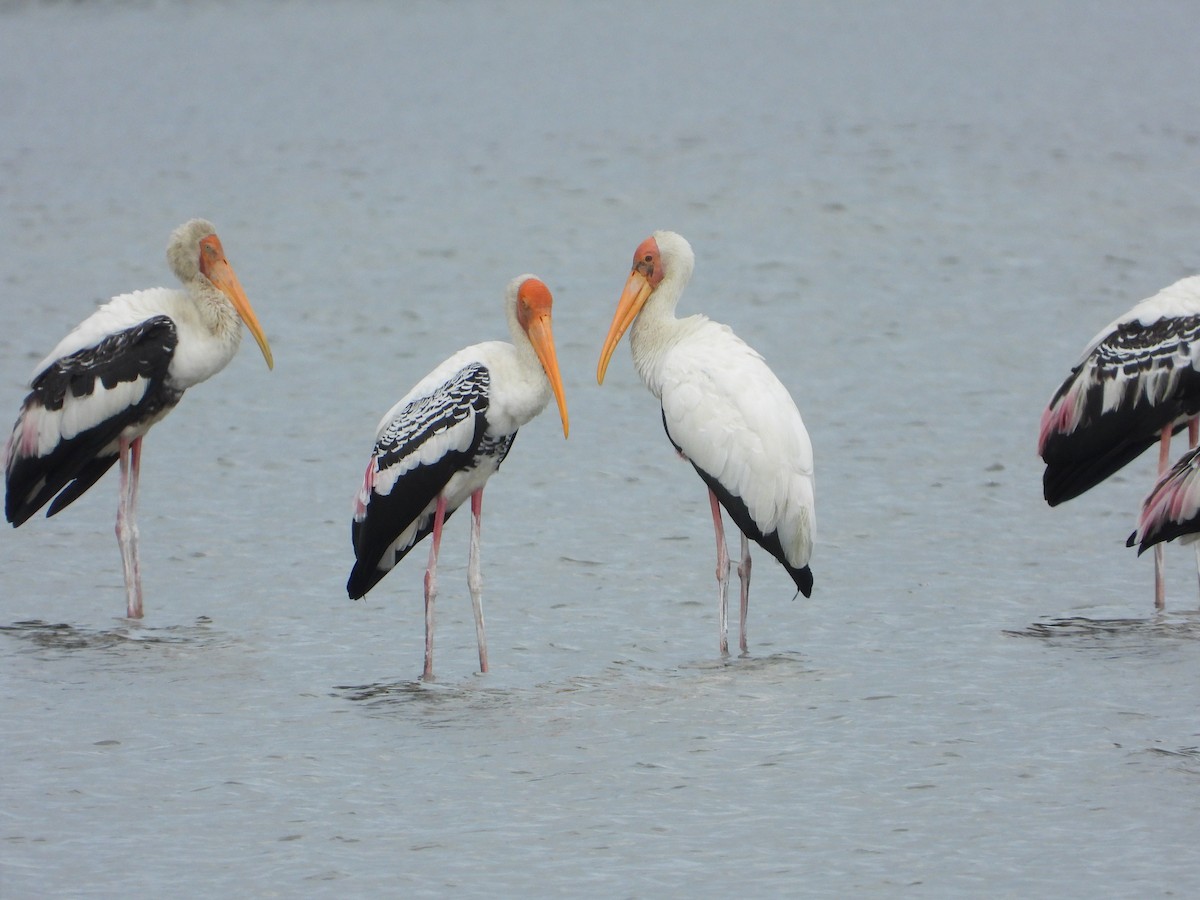 malaystork - ML641488428