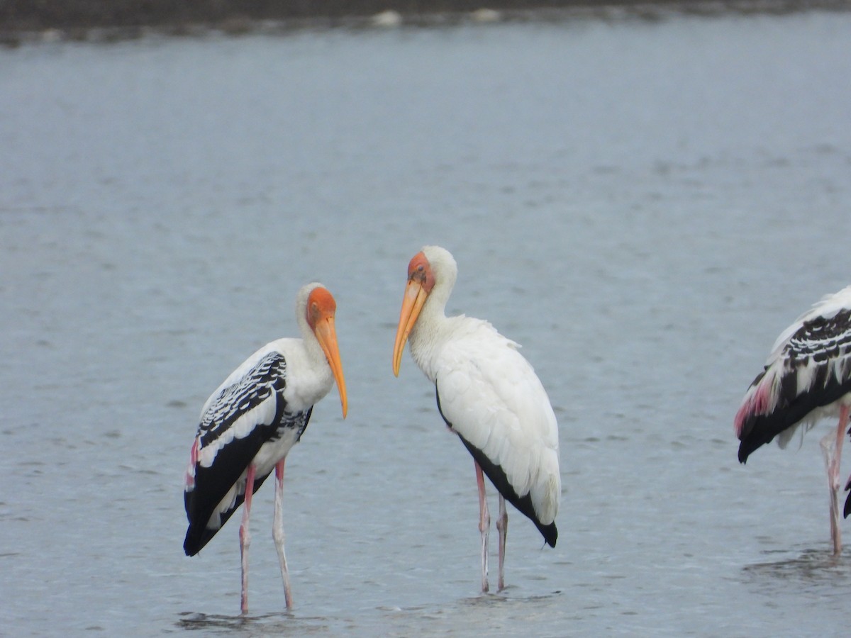 malaystork - ML641488429