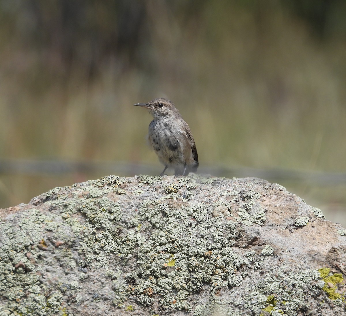 Rock Wren - ML641488446