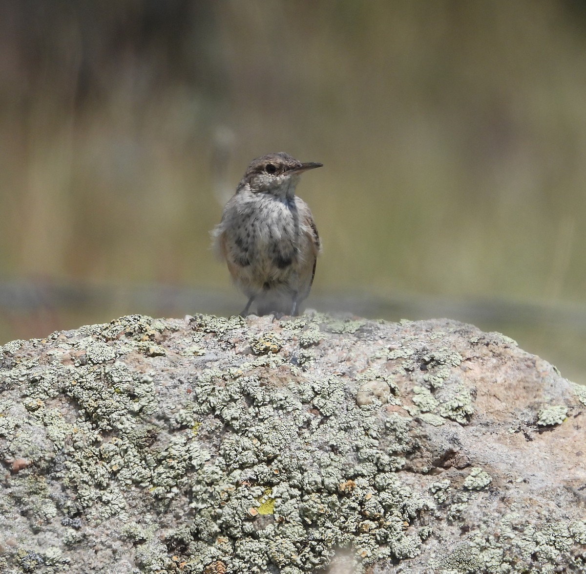 Rock Wren - ML641488459