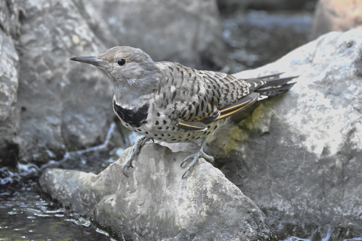 Northern Flicker - ML641488505