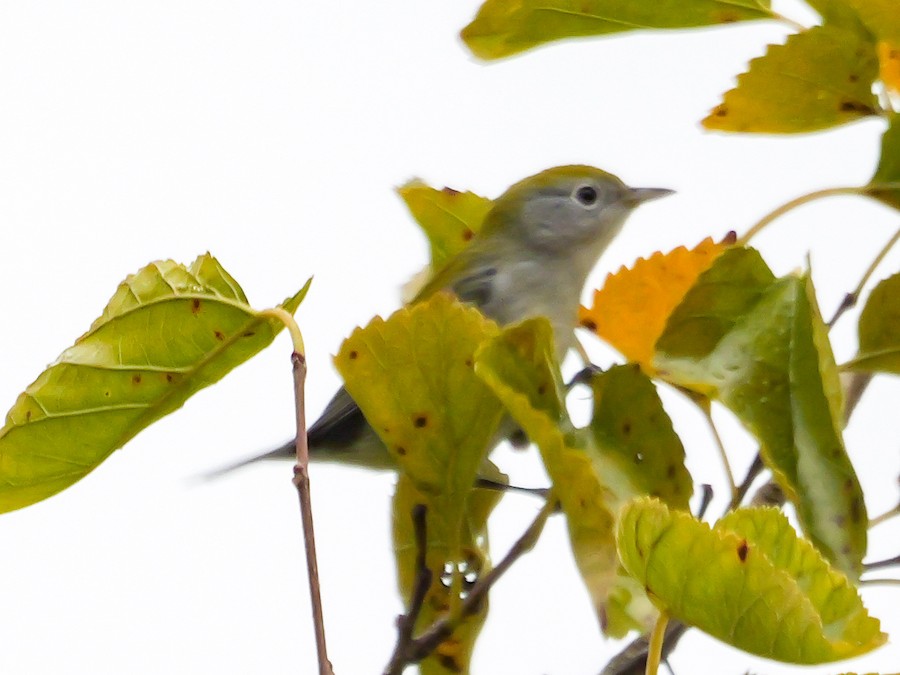 Chestnut-sided Warbler - Roger Horn