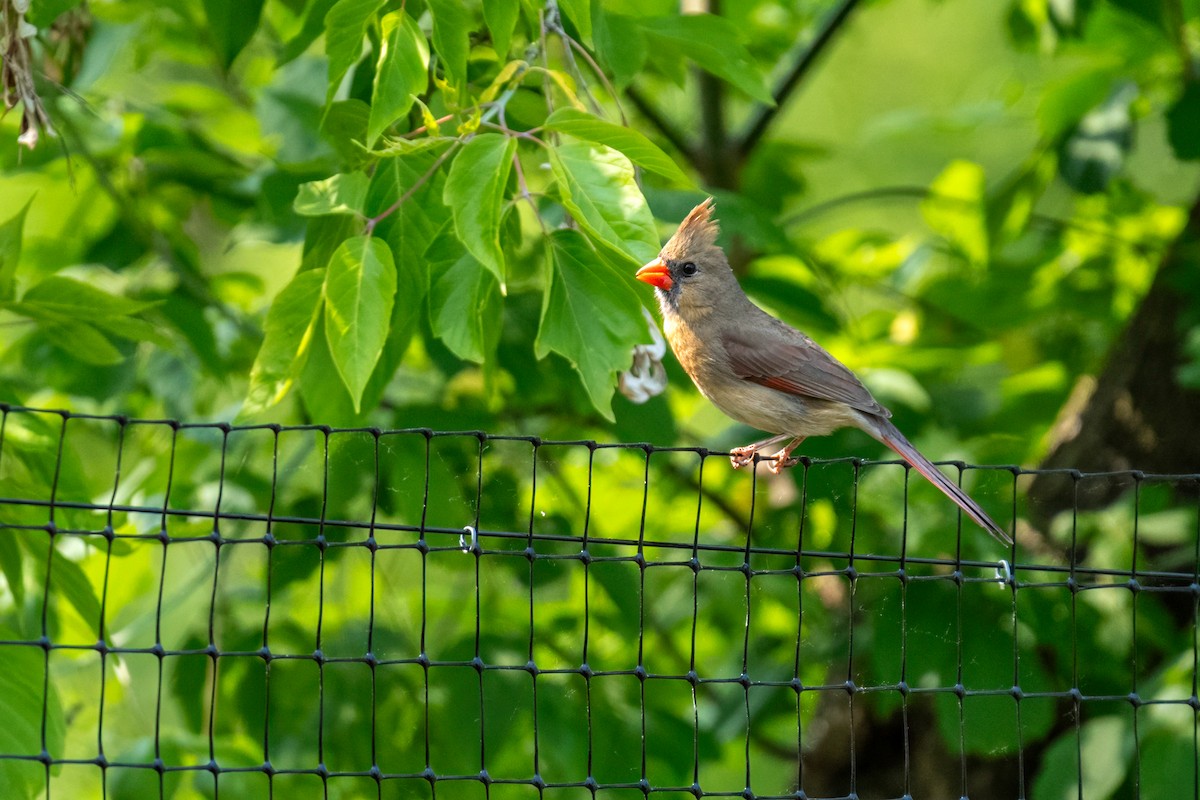 Northern Cardinal - ML641488609