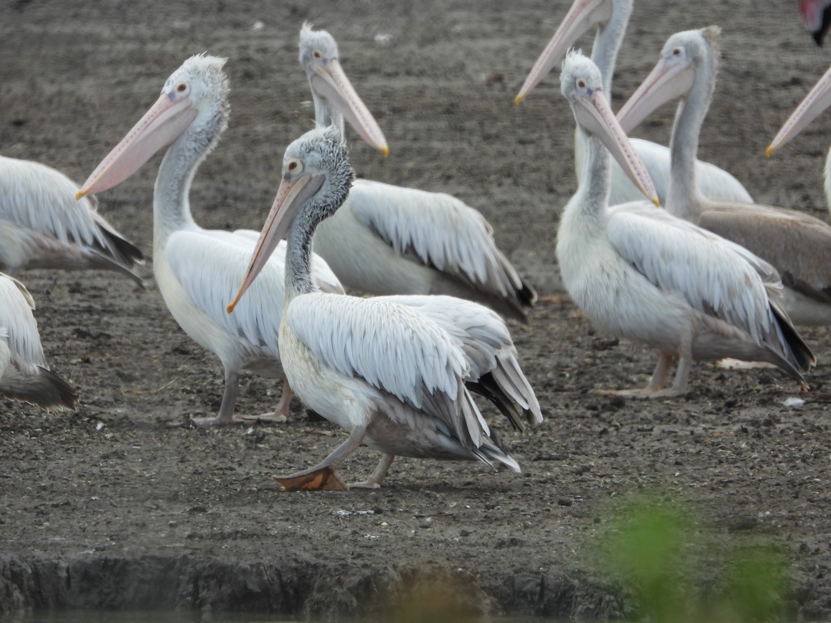 Spot-billed Pelican - ML641488622