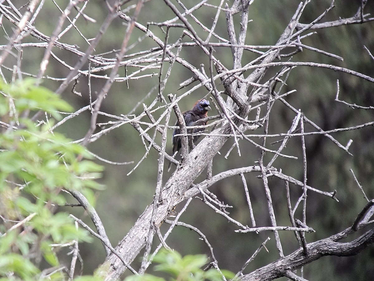 Varied Bunting - ML641488649
