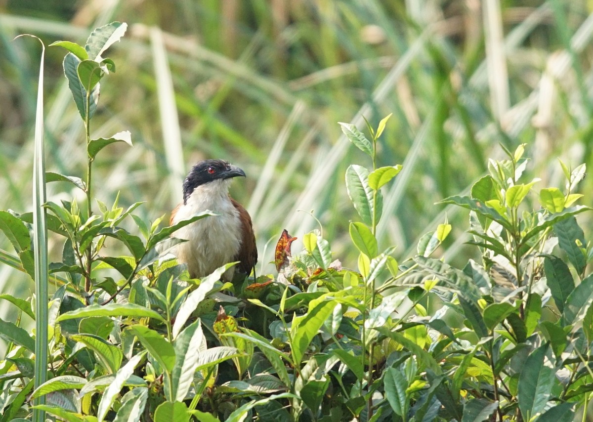 Blue-headed Coucal - ML641488650