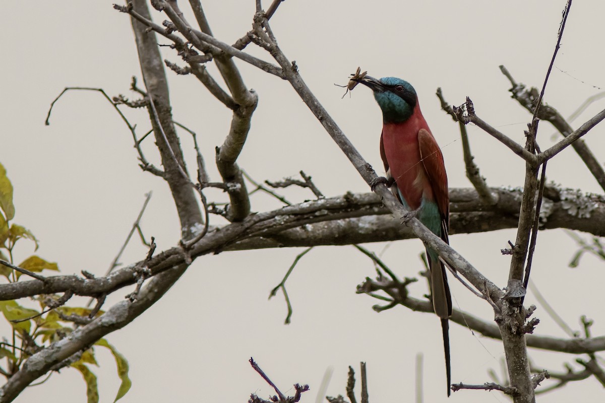 Northern Carmine Bee-eater - ML641488663