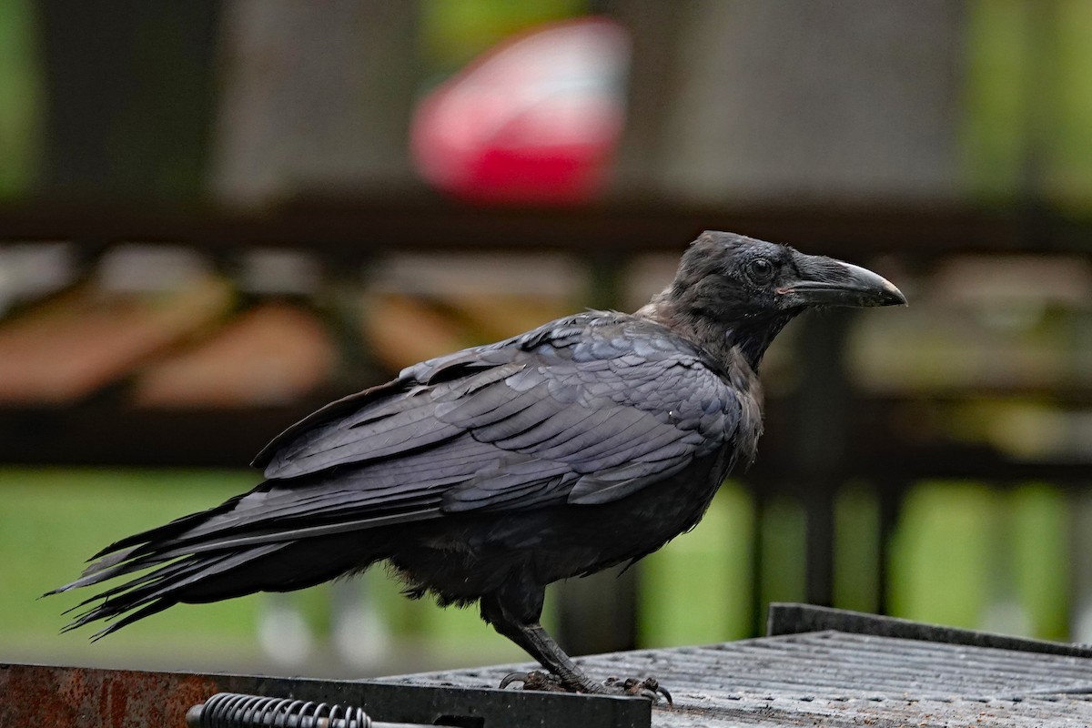 Corvo imperiale - ML641488667