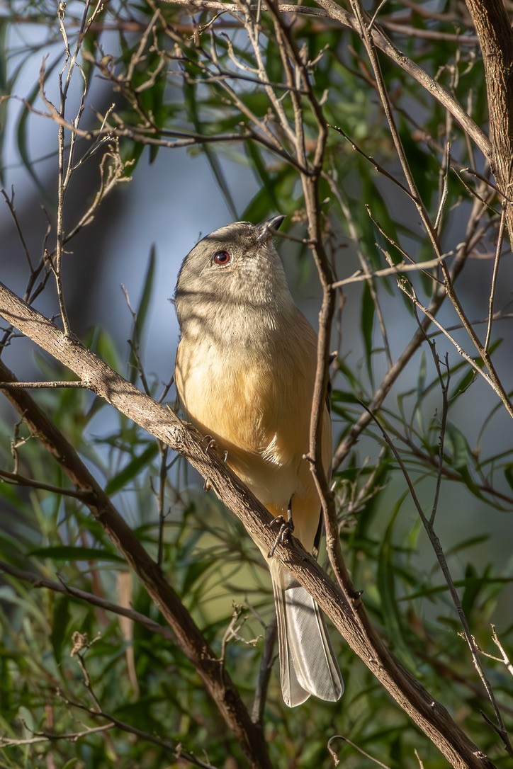 gullplystrer (fuliginosa/occidentalis) - ML641488673