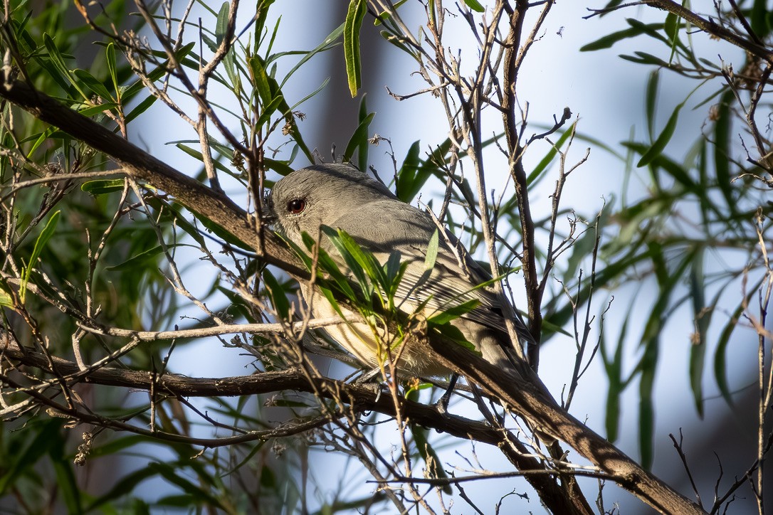 gullplystrer (fuliginosa/occidentalis) - ML641488674