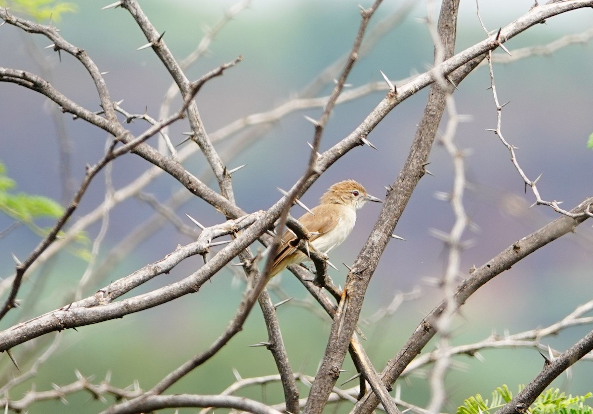Northern Brownbul - ML641488677