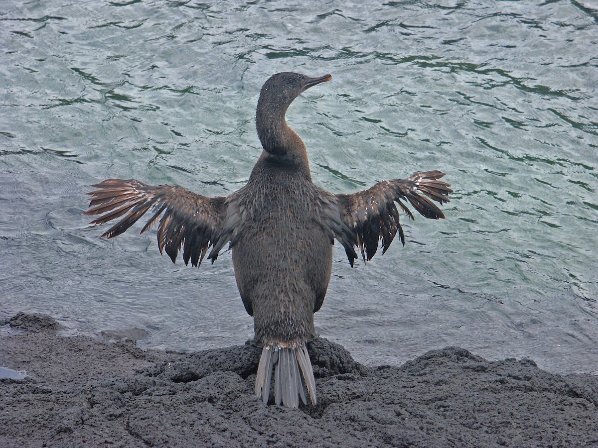 Flightless Cormorant - ML641488689