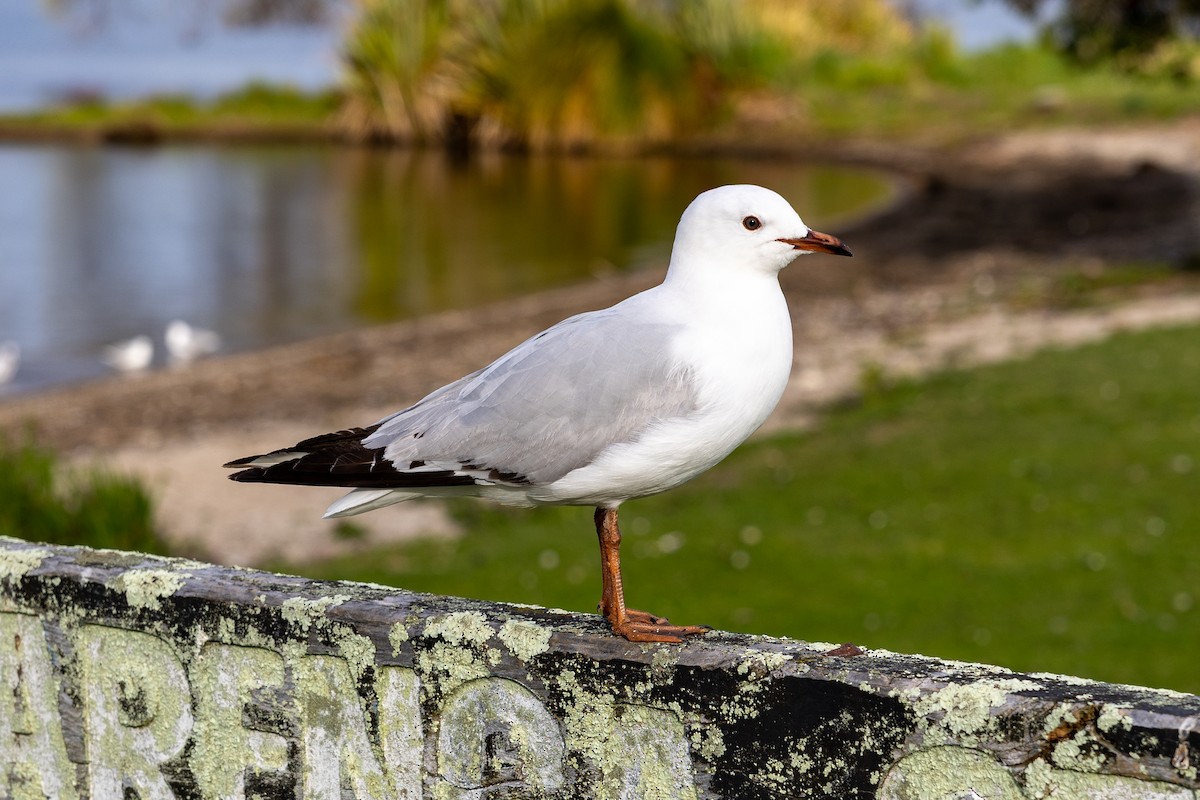 Silver Gull (Red-billed) - ML641488693