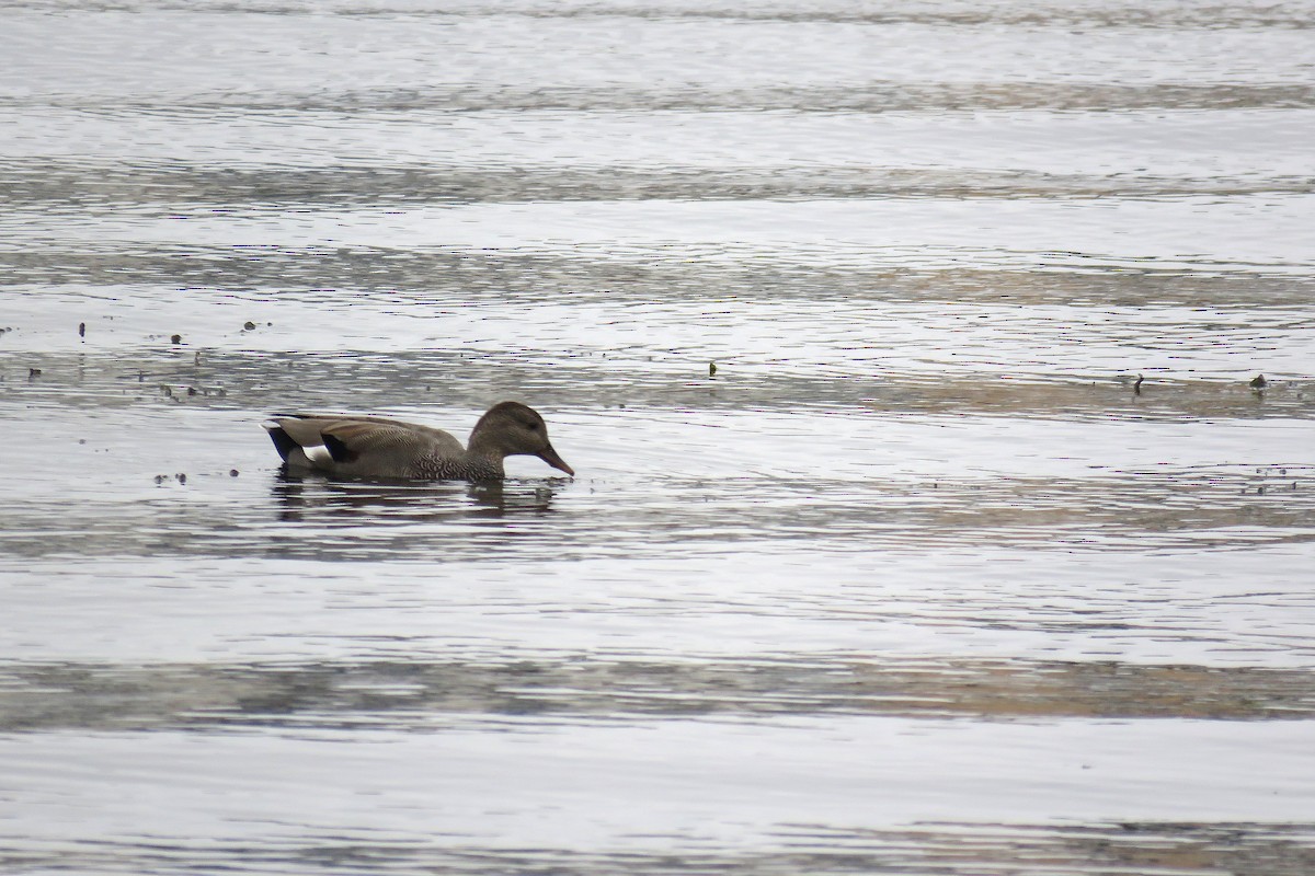 Gadwall (Common) - ML641488699