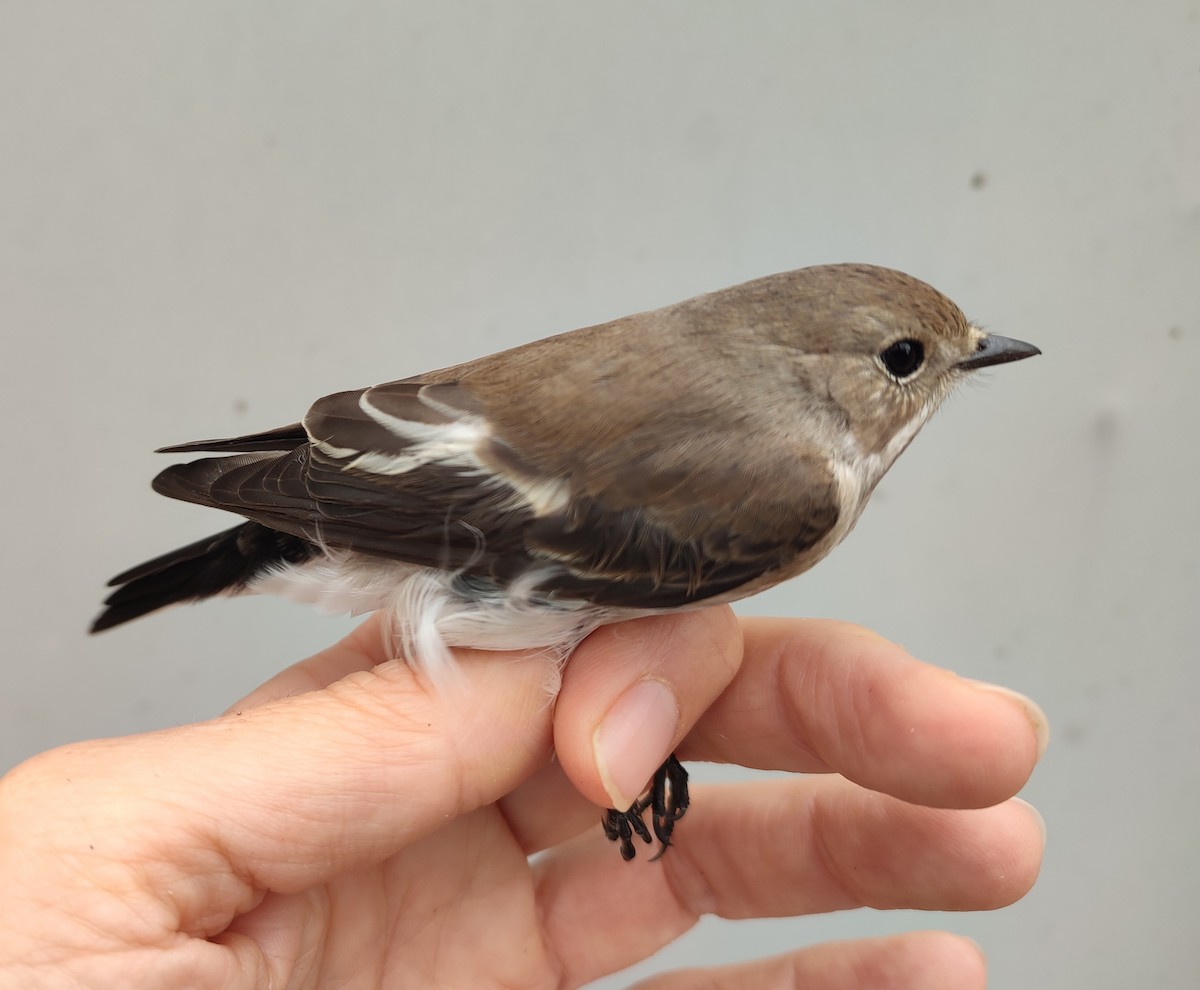 European Pied Flycatcher - ML641488702