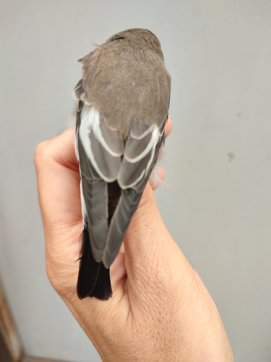 European Pied Flycatcher - ML641488707