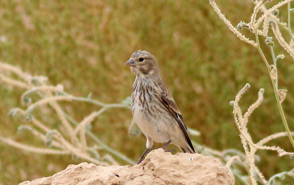 Txoka arrunta - ML641488783