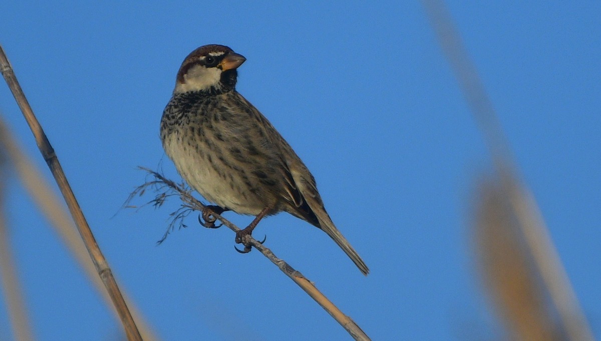 Spanish Sparrow - ML641488796