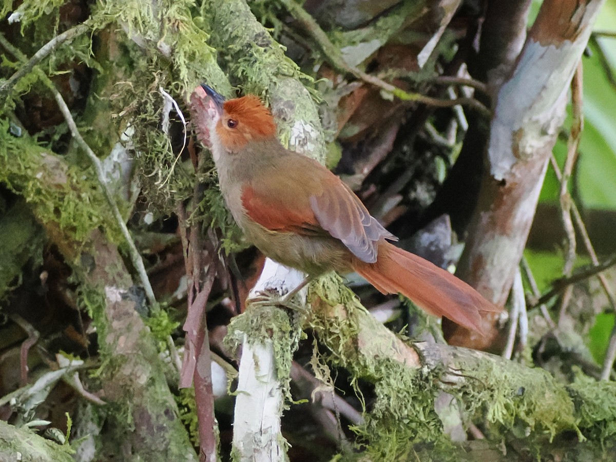 Red-faced Spinetail - ML641488879