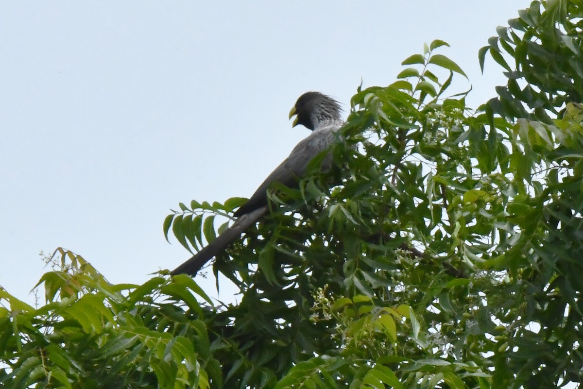 Western Plantain-eater - ML641488909