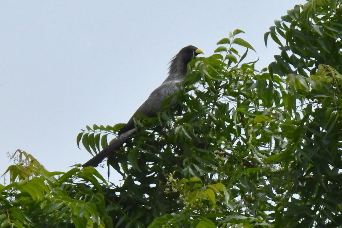 Western Plantain-eater - ML641488910