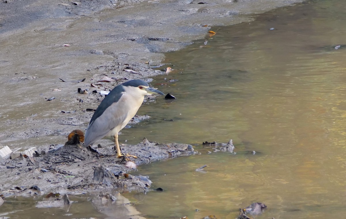 Black-crowned Night Heron - ML641488956