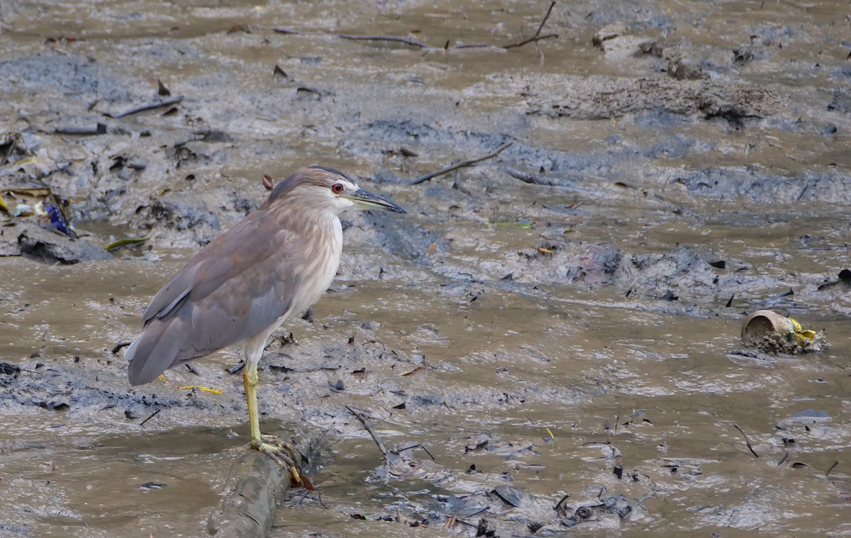 Black-crowned Night Heron - ML641488957