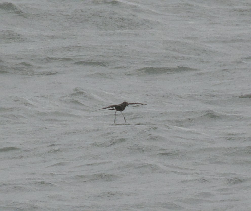 Wilson's Storm-Petrel - ML641489000