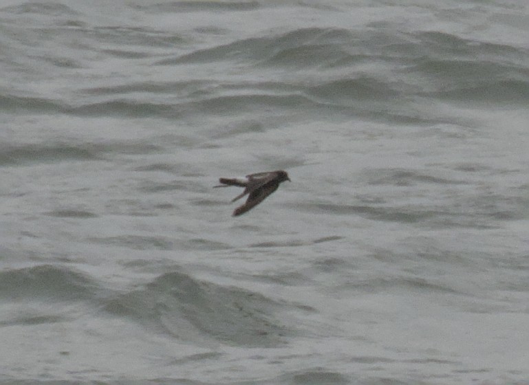 Wilson's Storm-Petrel - ML641489001