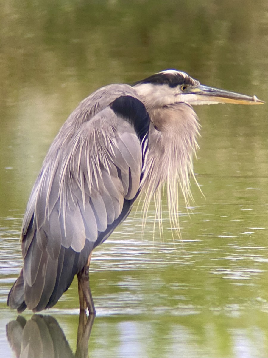 Great Blue Heron - ML641489065