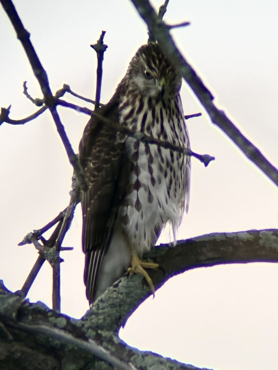 Cooper's Hawk - ML641489085