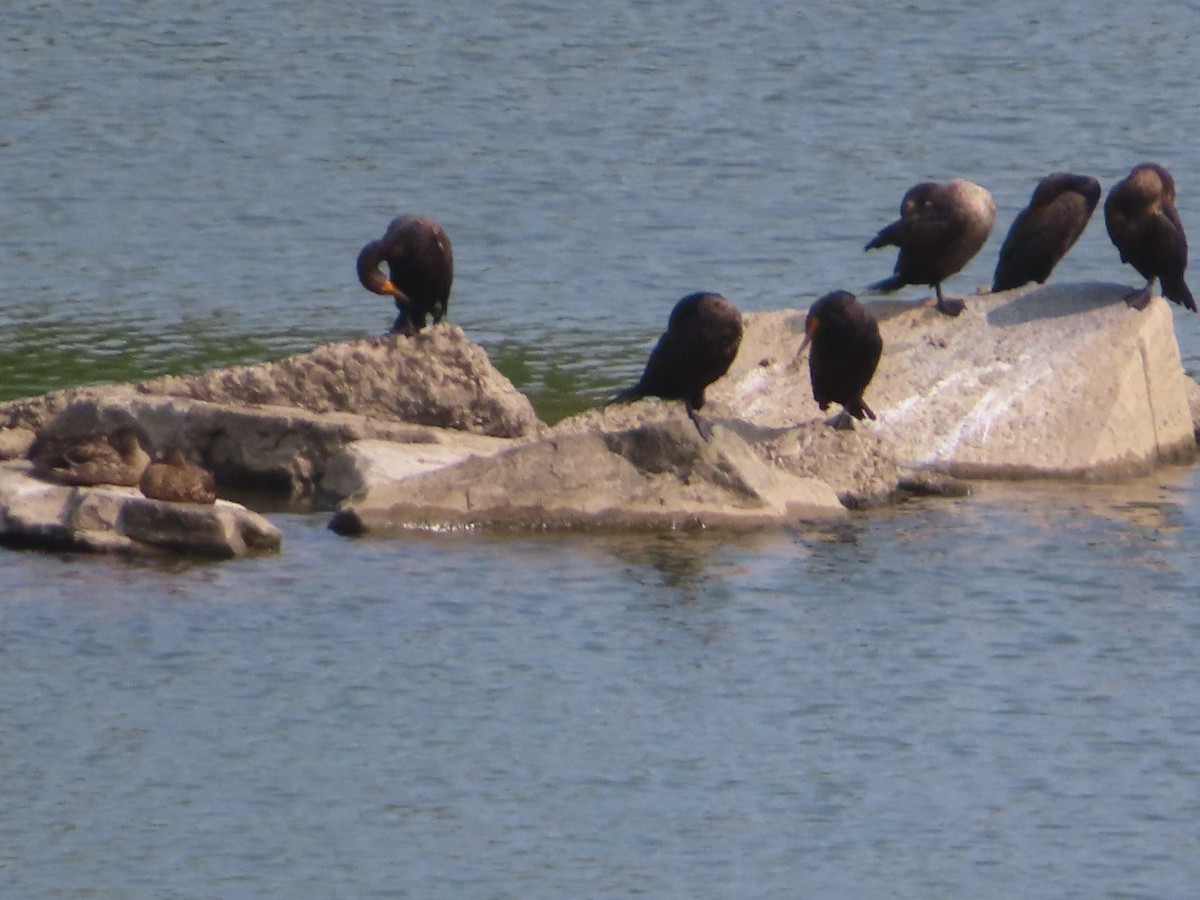 Cormoran à aigrettes - ML641489117