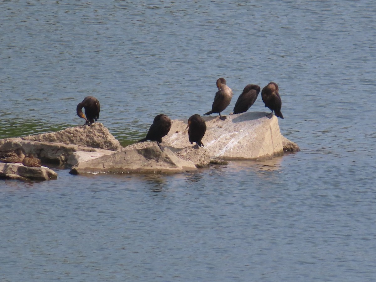 Cormoran à aigrettes - ML641489118