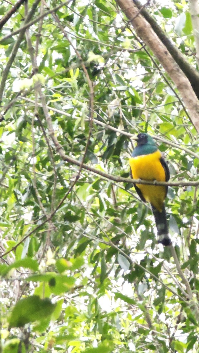 Atlantic Black-throated Trogon - ML641489151