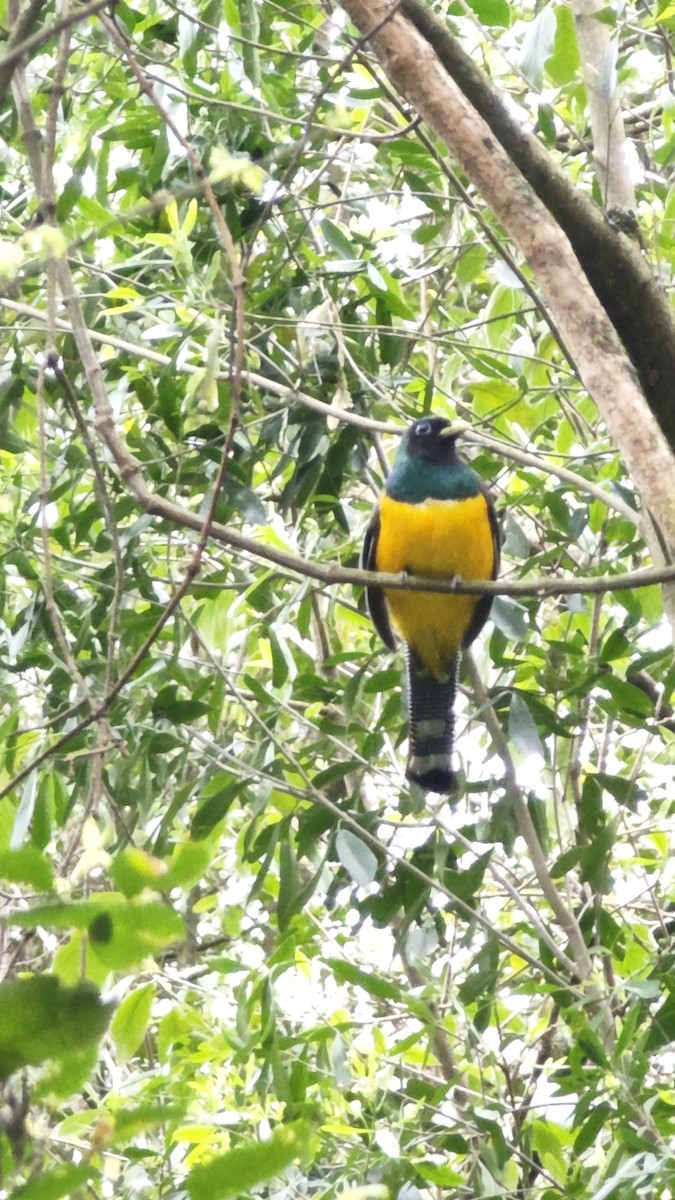 Atlantic Black-throated Trogon - ML641489152