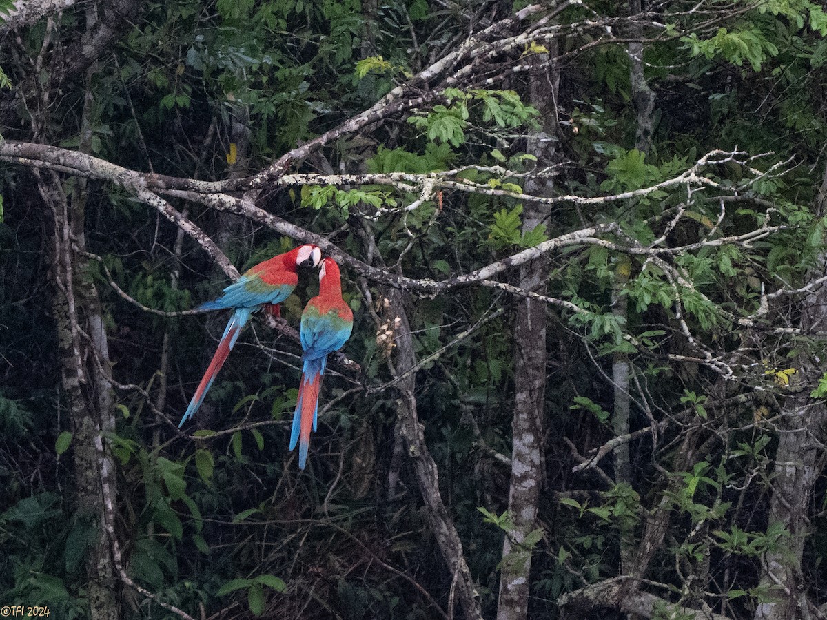 Red-and-green Macaw - ML641489187