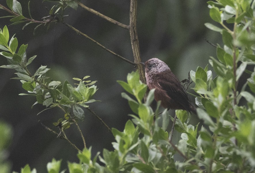 rosenparula - ML641489188