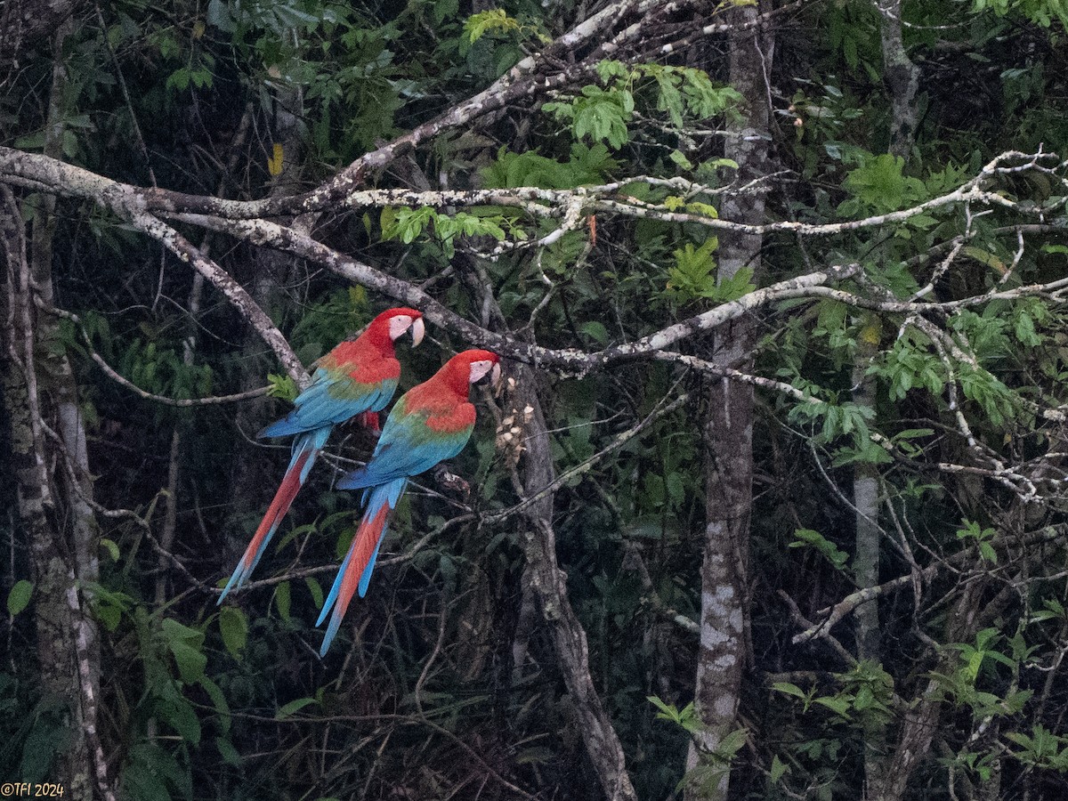Red-and-green Macaw - ML641489189