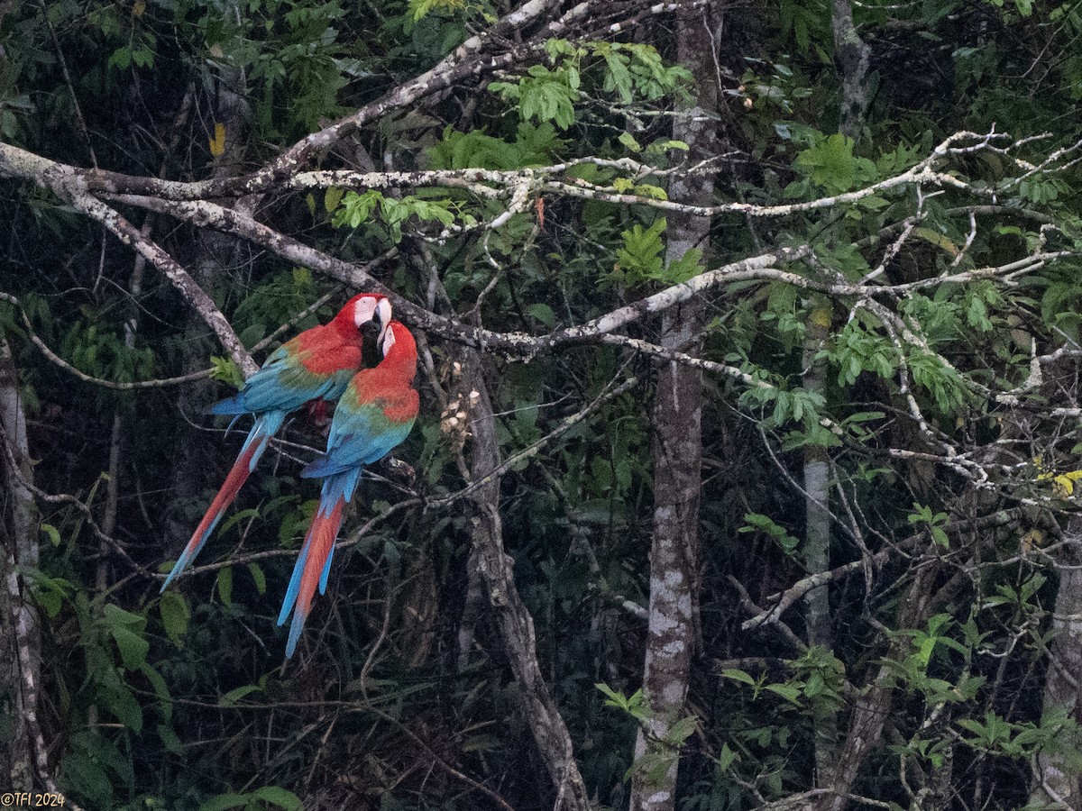 Red-and-green Macaw - ML641489193