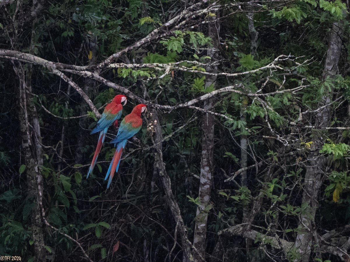 Red-and-green Macaw - ML641489195