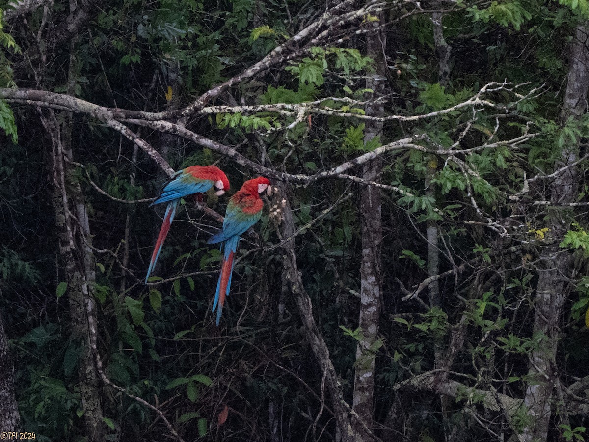 Red-and-green Macaw - ML641489196