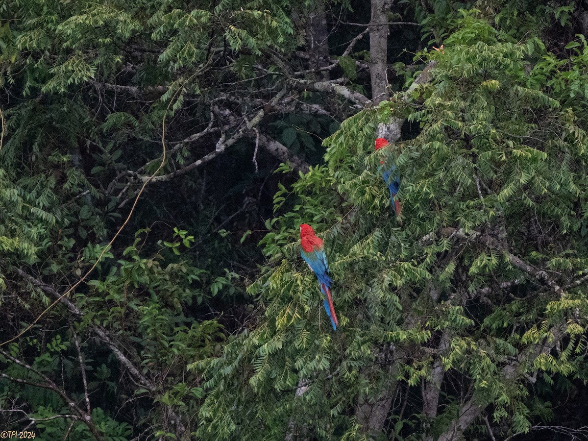 Red-and-green Macaw - ML641489198